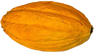 Pastry Chef Anthony Smith realistic chocolate sculpture of yellow cocoa pod